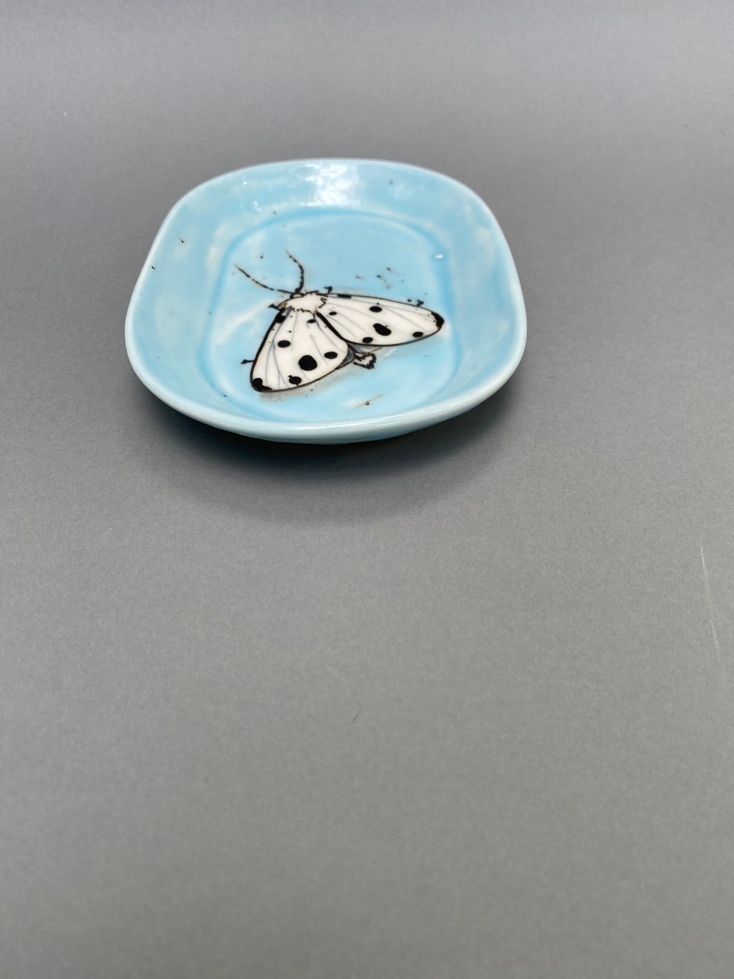 Moth on a blue