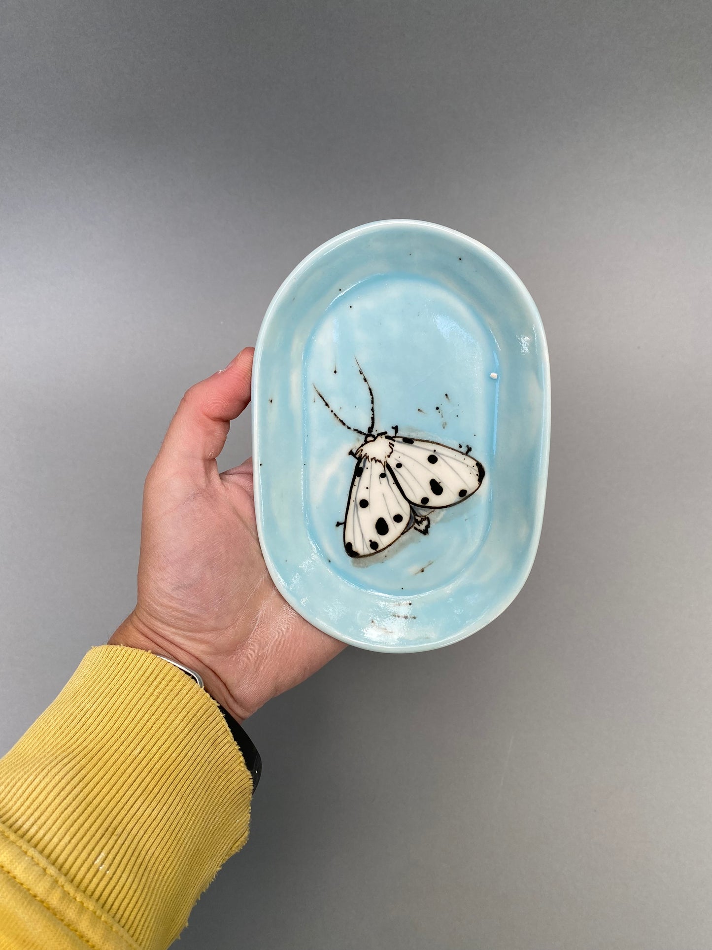 Moth on a blue