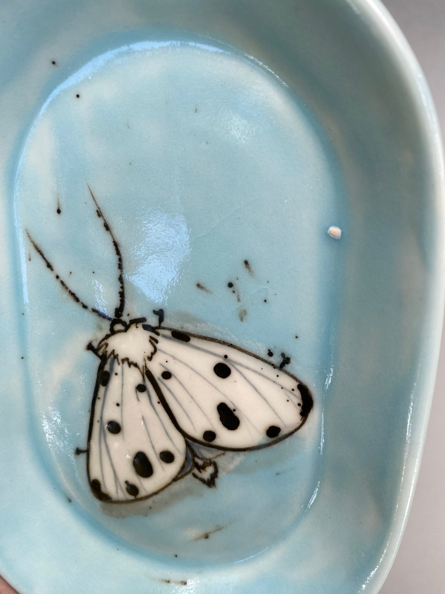 Moth on a blue