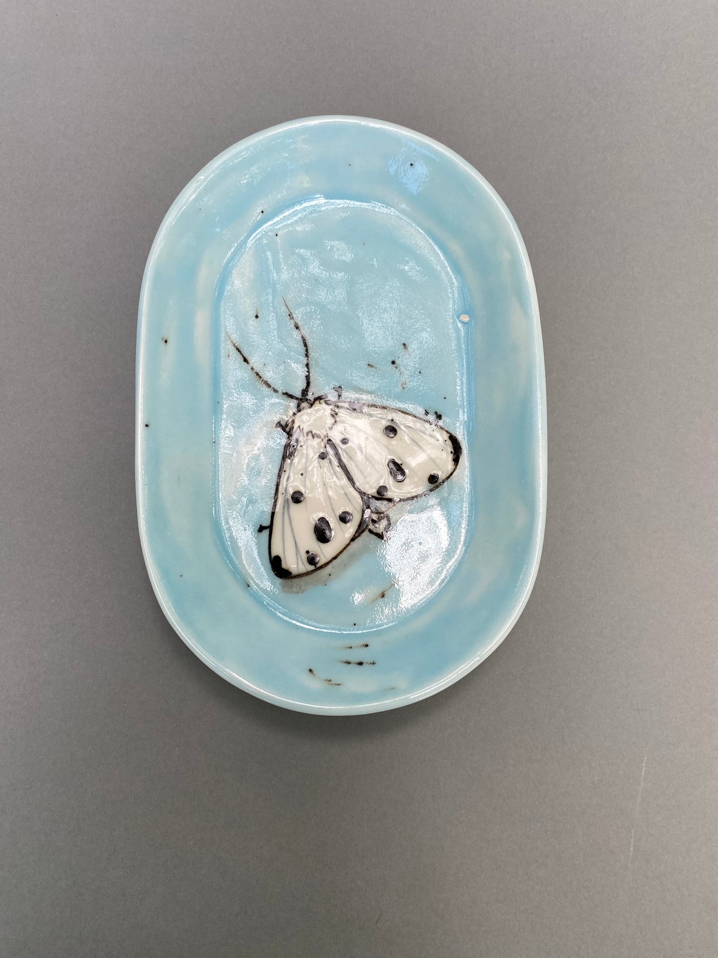 Moth on a blue