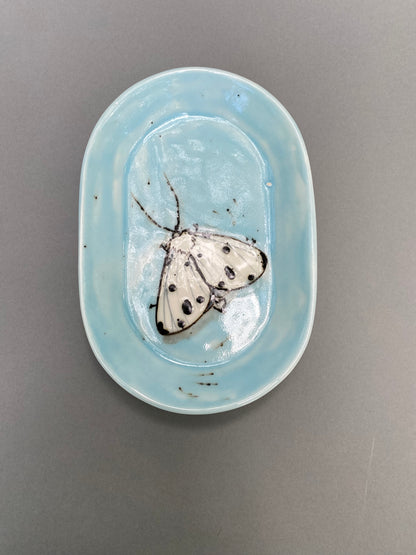Moth on a blue