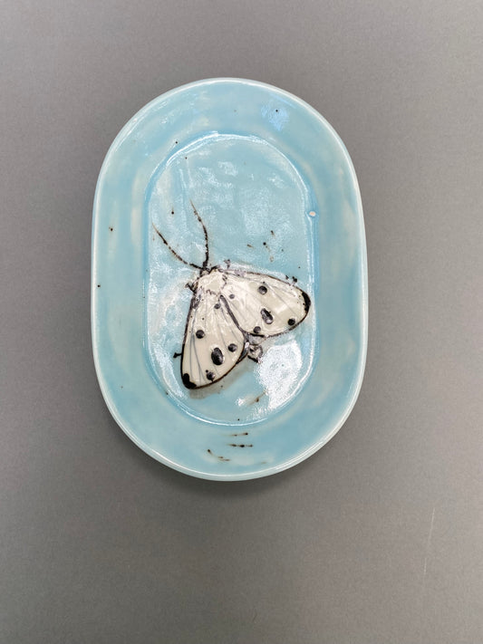Moth on a blue